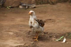 IMG_0603-scaled